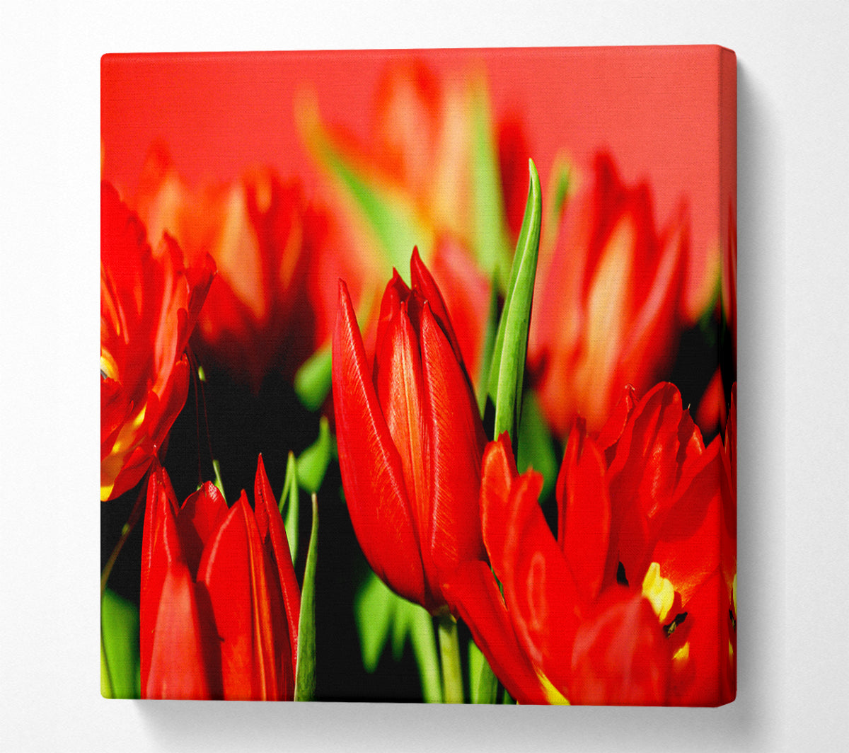 Tulips In Sunlight Canvas Wall Art