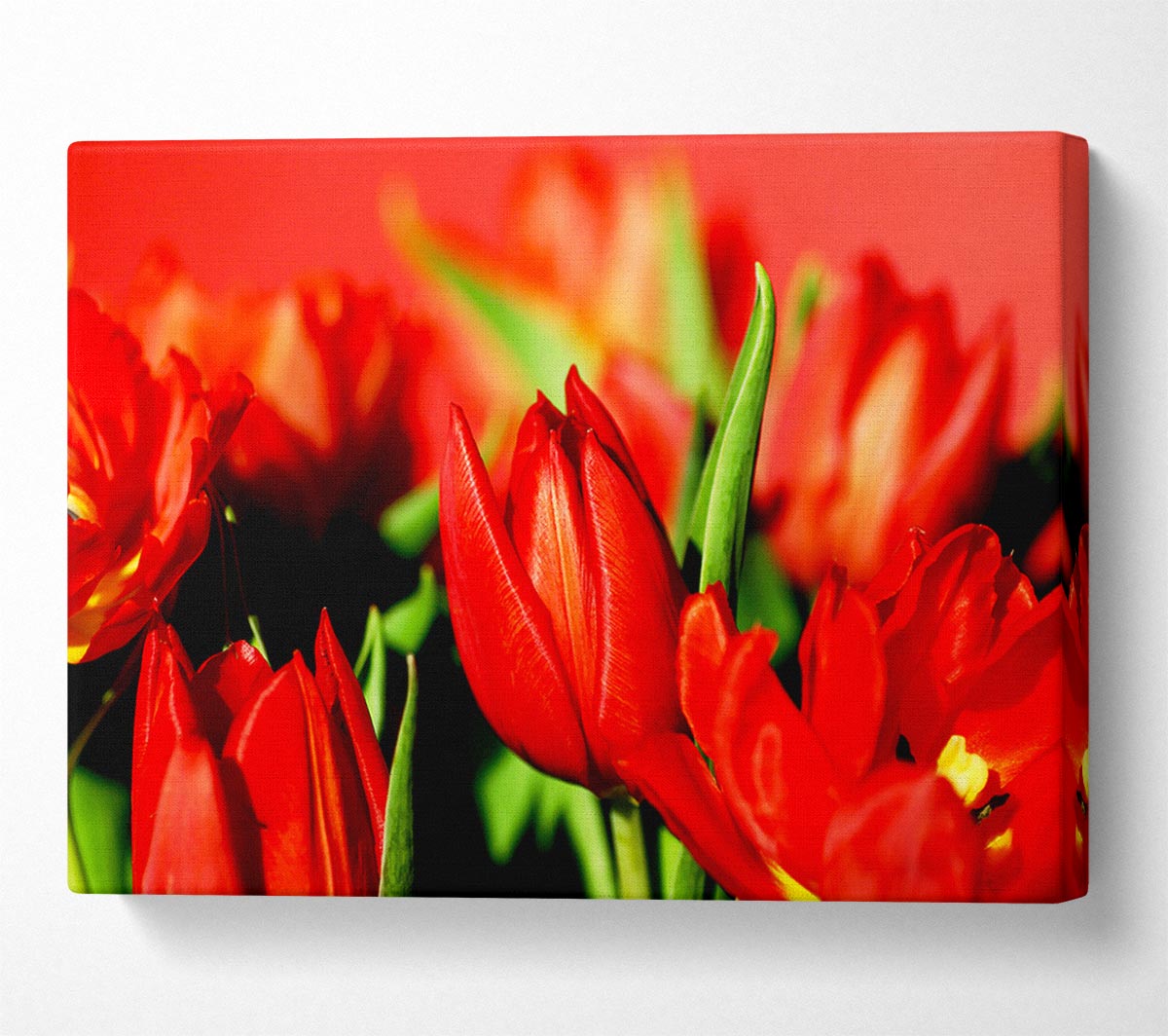 Tulips In Sunlight Canvas Wall Art