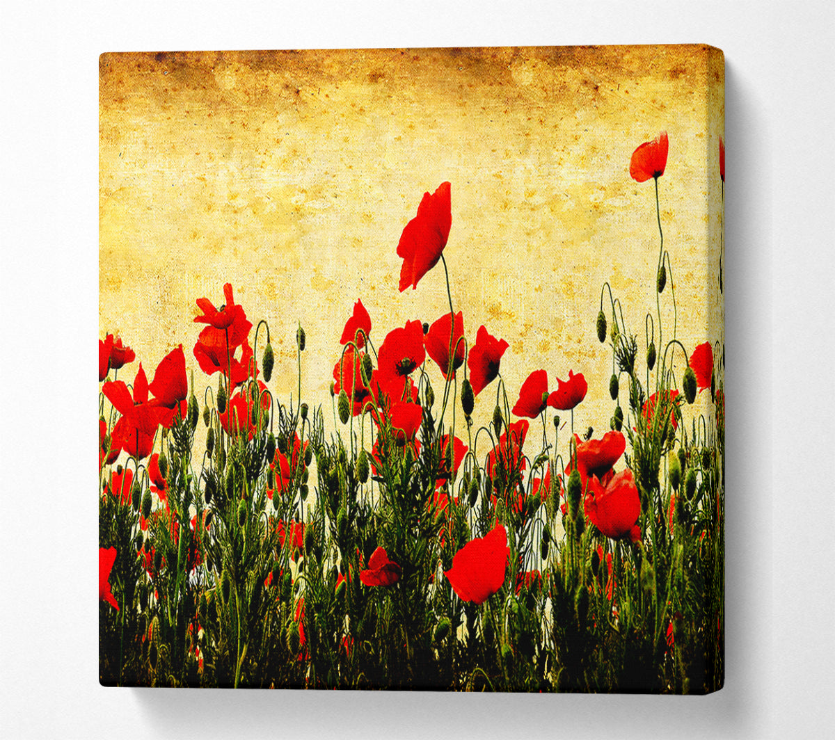 Poppy Field Golden Skys Canvas Wall Art