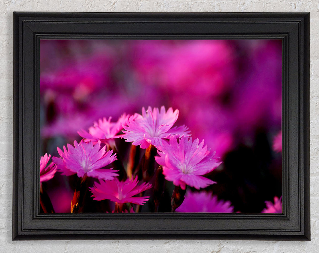 Pink Petal Beauty Framed Print