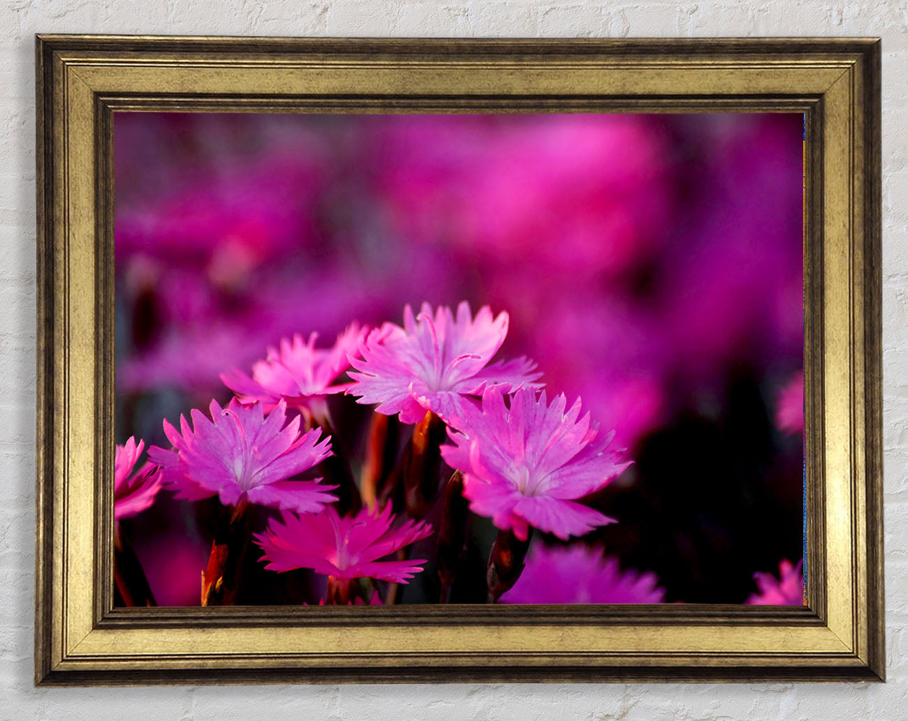 Pink Petal Beauty Framed Print