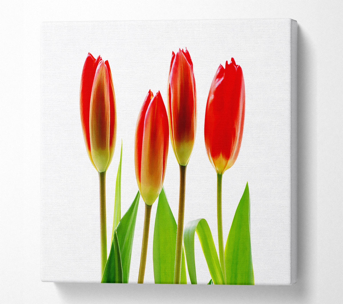 Red Tulip Quads Canvas Wall Art