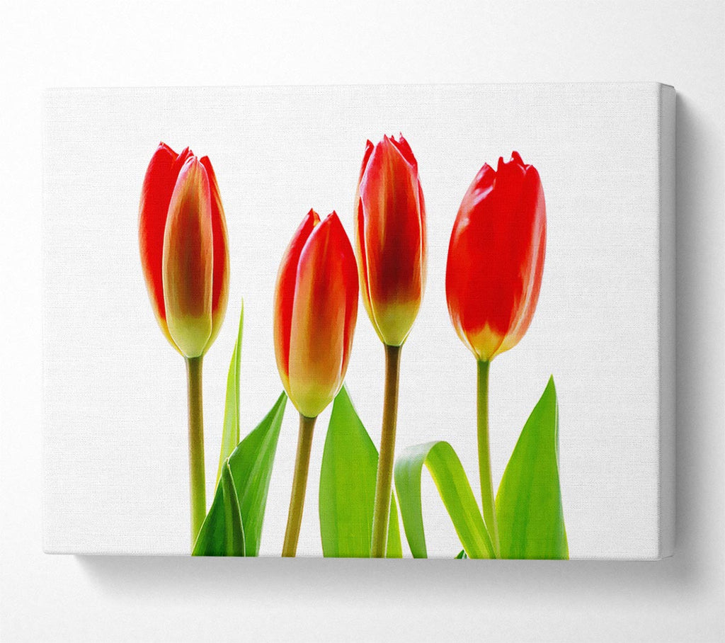 Red Tulip Quads Canvas Wall Art