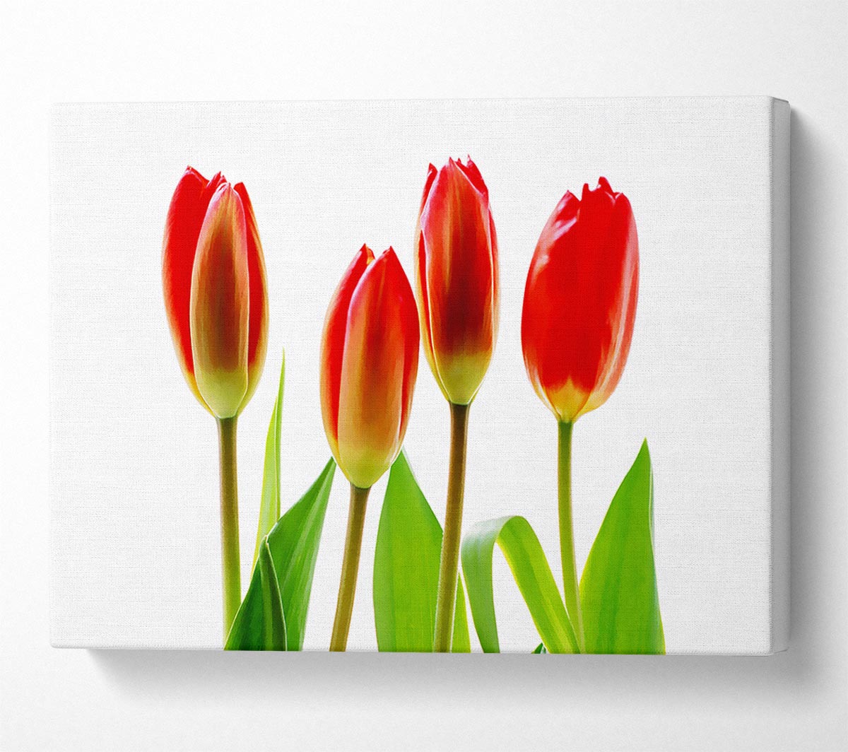 Red Tulip Quads Canvas Wall Art