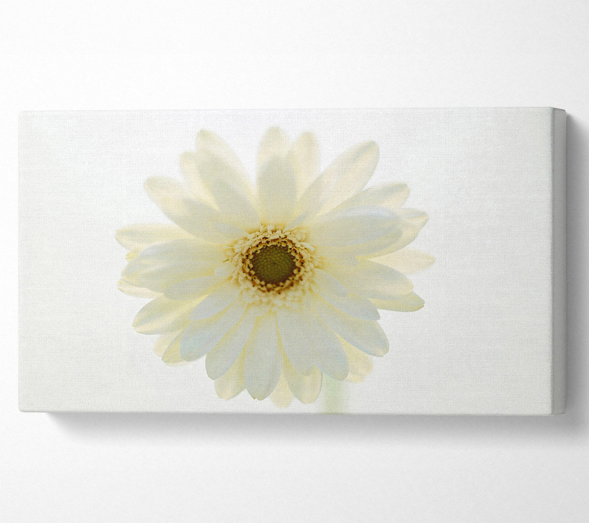 White On White Daisy Face Canvas Wall Art