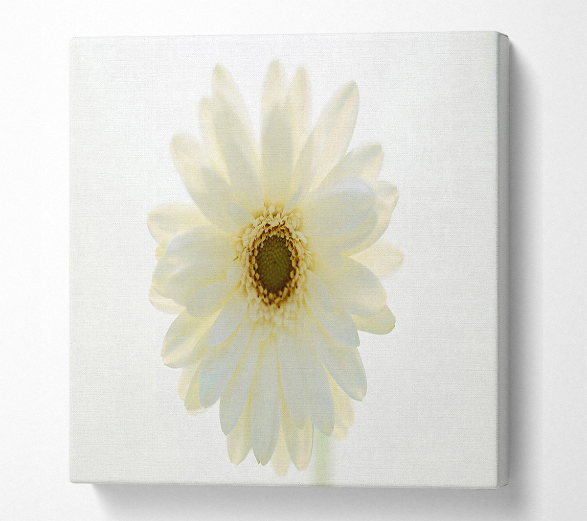 White On White Daisy Face Canvas Wall Art