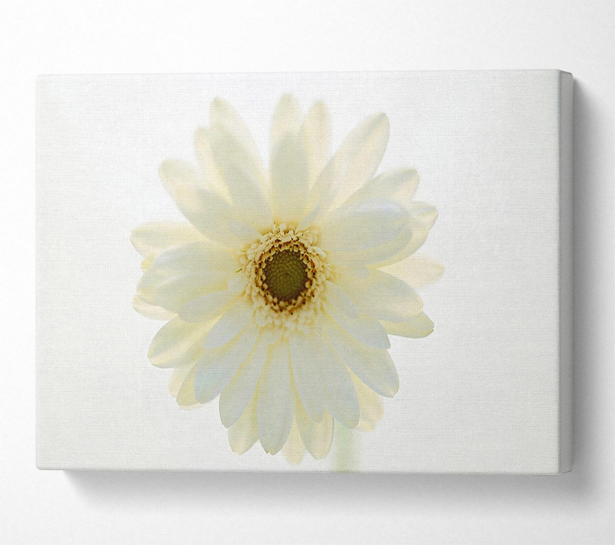 White On White Daisy Face Canvas Wall Art