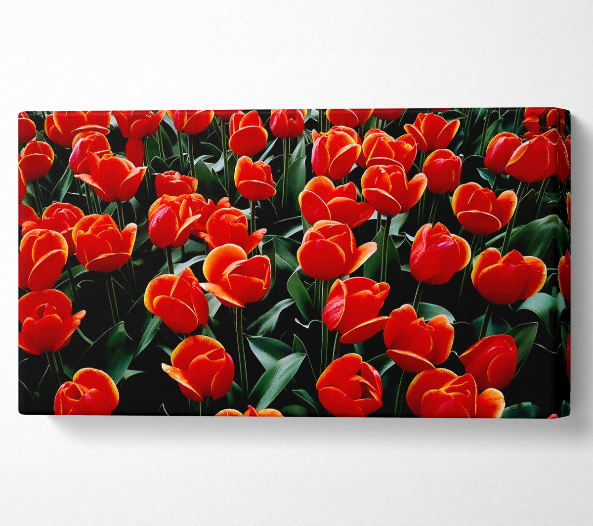A Garden Of Red Tulips Canvas Art