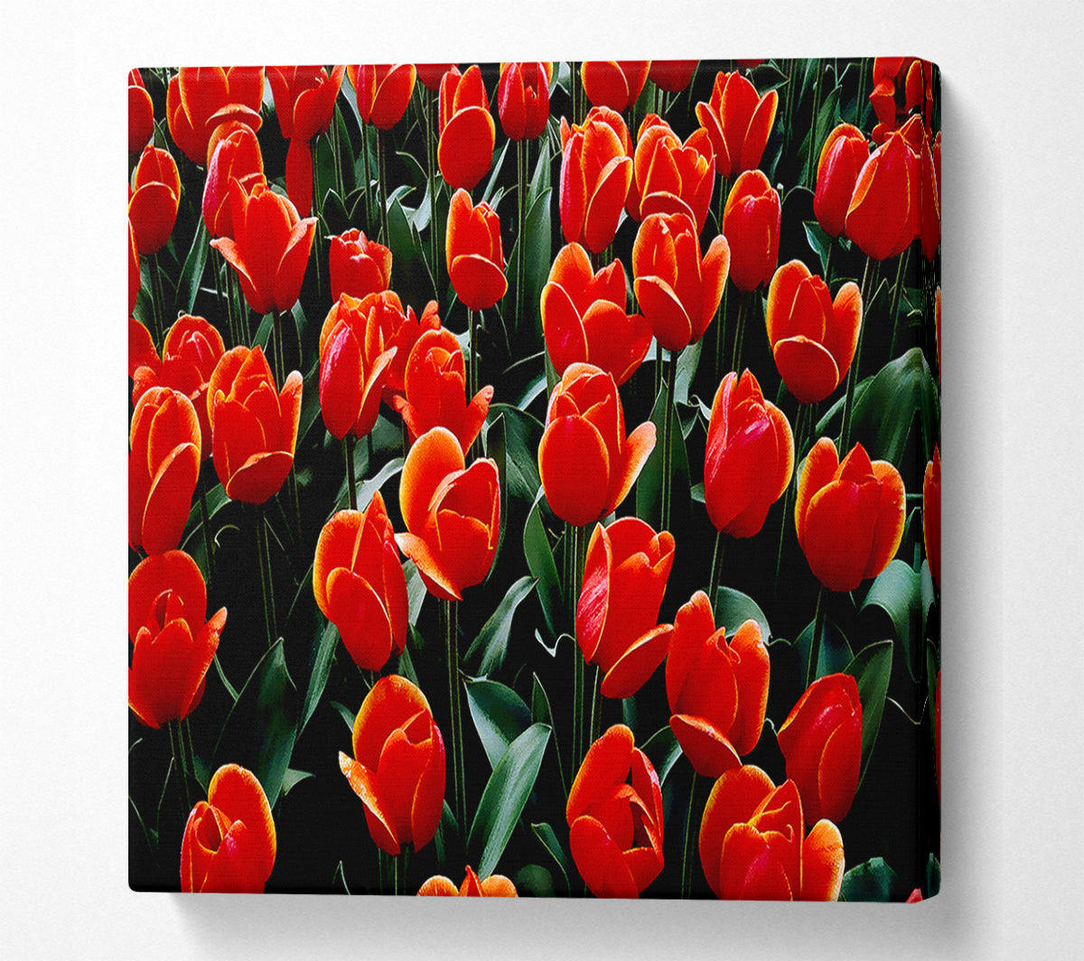 A Garden Of Red Tulips Canvas Art