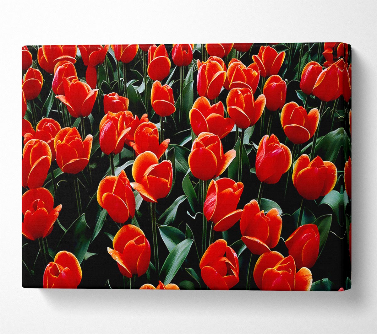 A Garden Of Red Tulips Canvas Art