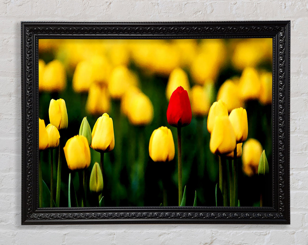 Red Tulip In A Field Of Yellows Framed Print