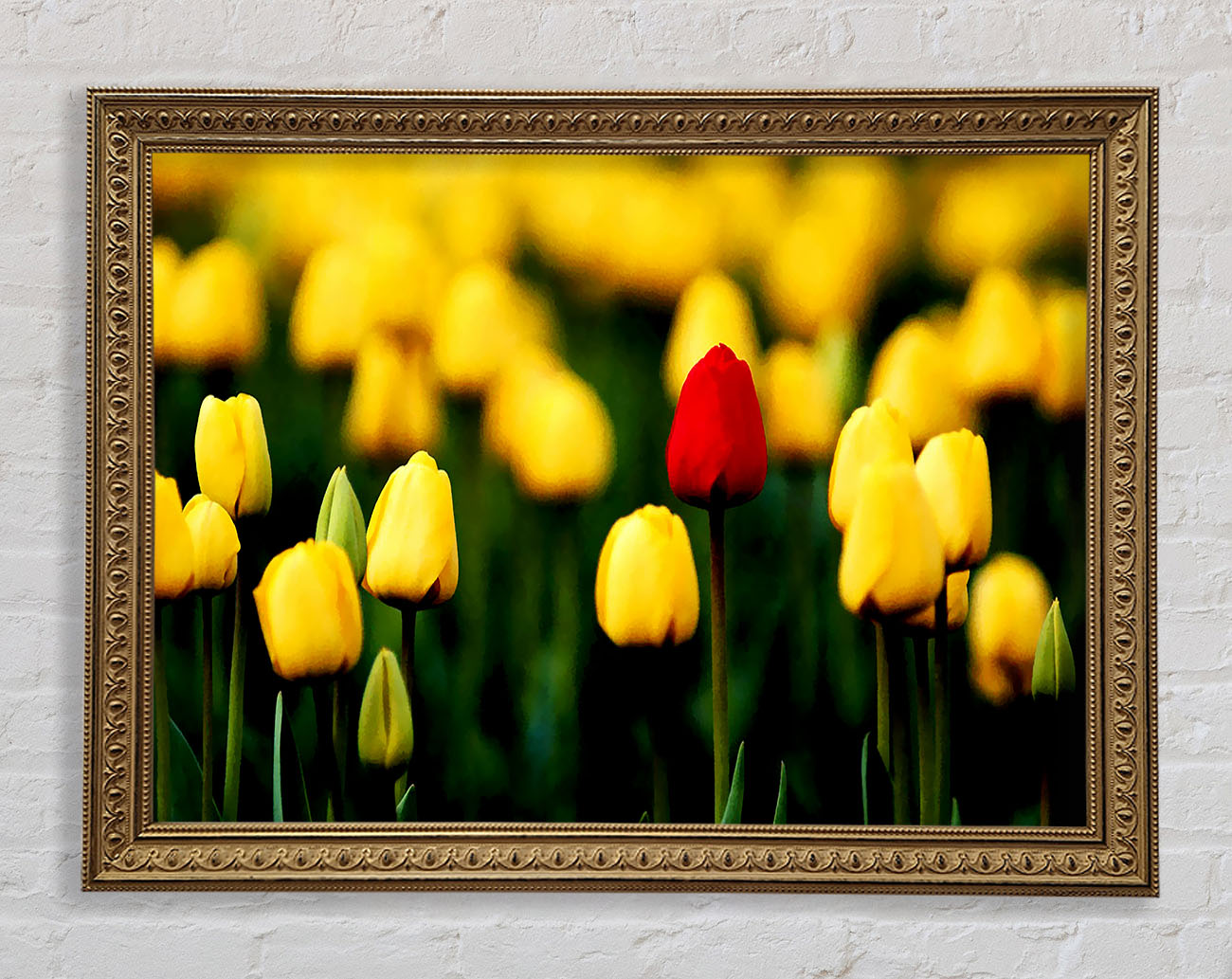 Red Tulip In A Field Of Yellows Framed Print
