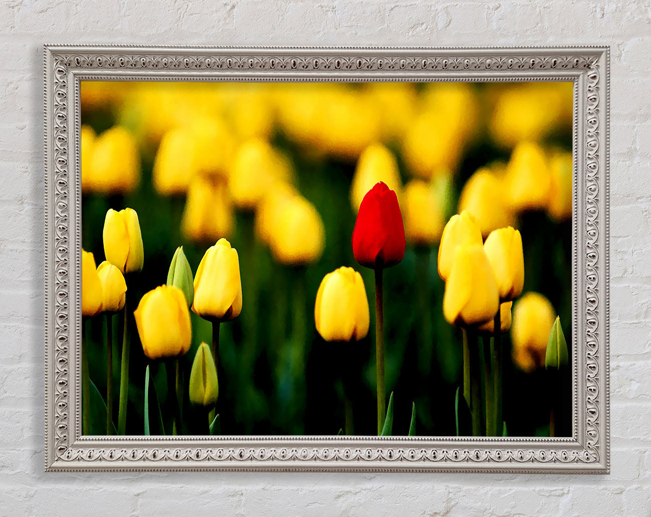 Red Tulip In A Field Of Yellows Framed Print