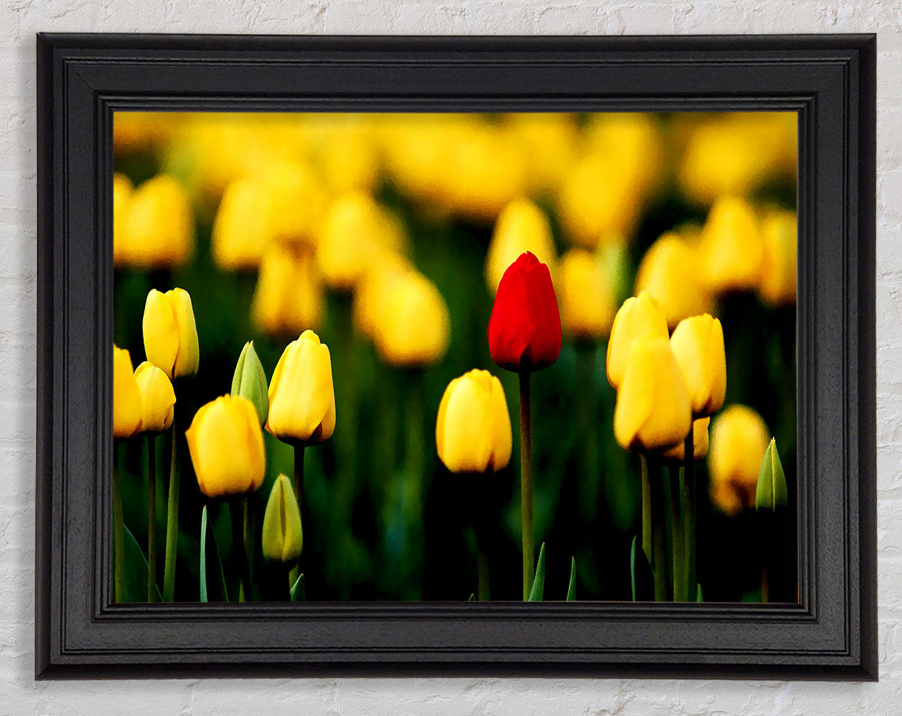 Red Tulip In A Field Of Yellows Framed Print