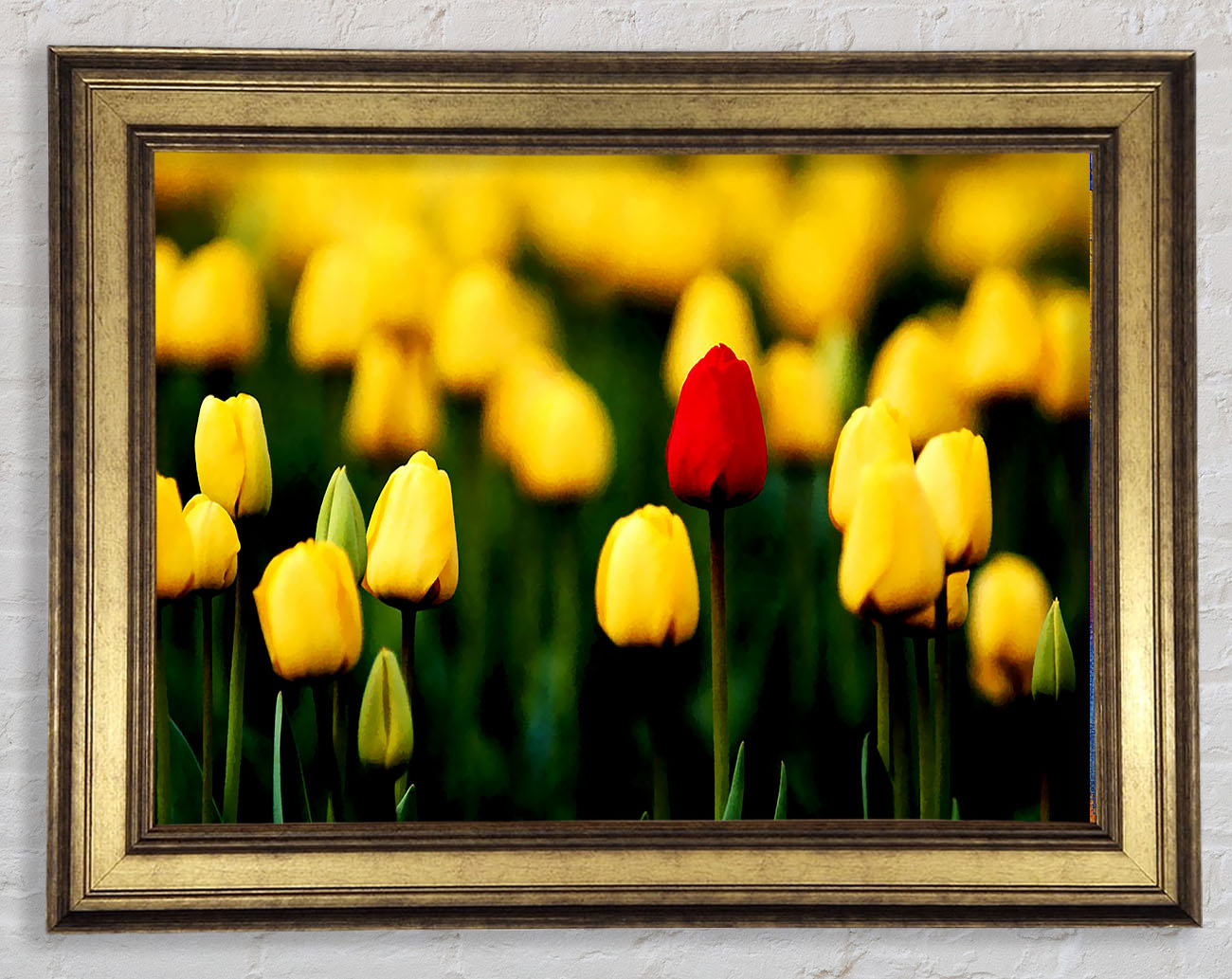 Red Tulip In A Field Of Yellows Framed Print