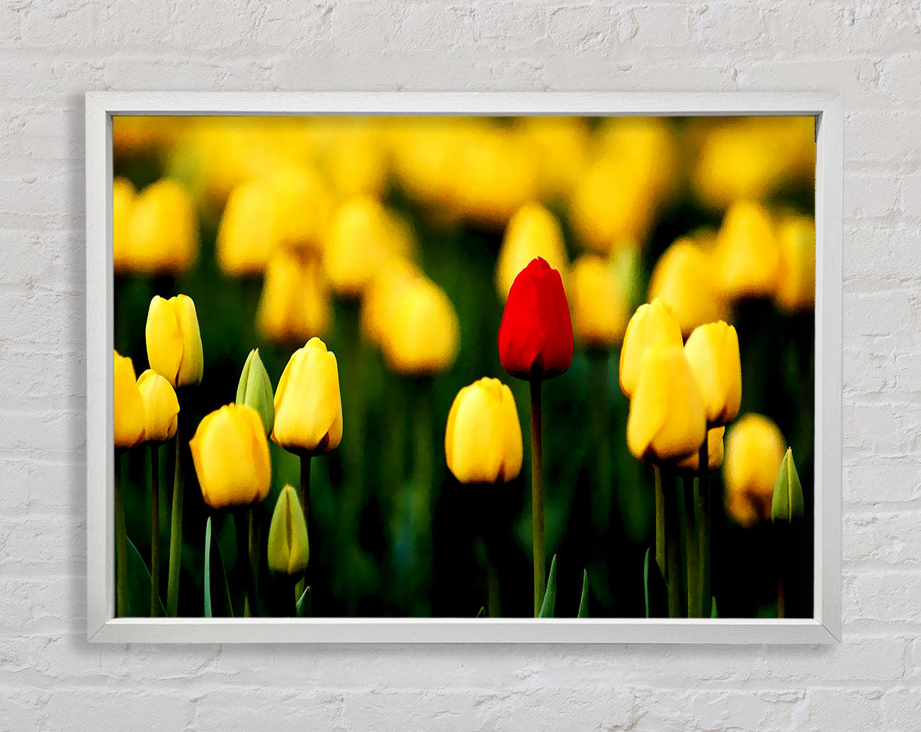 Red Tulip In A Field Of Yellows Framed Print