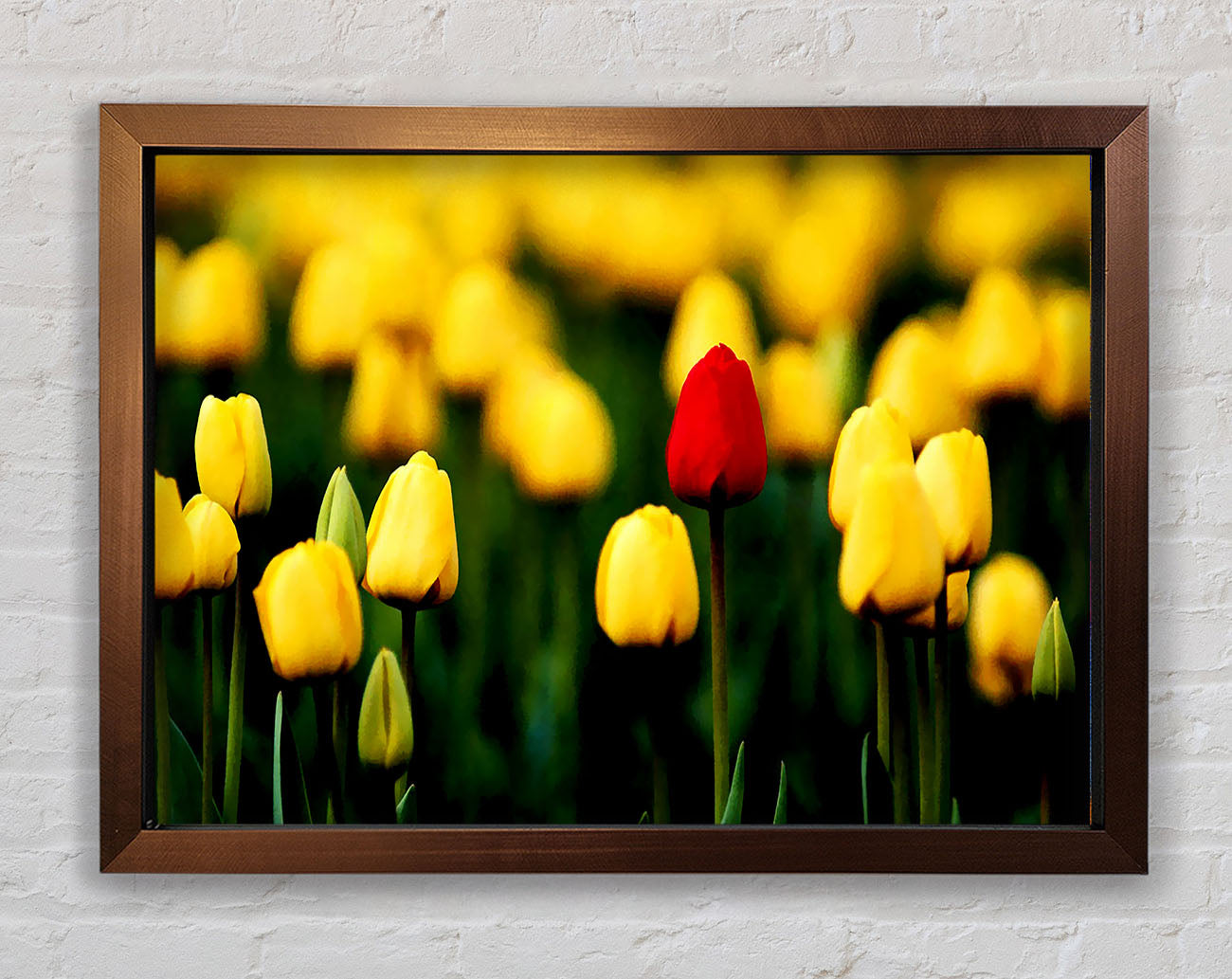 Red Tulip In A Field Of Yellows Framed Print