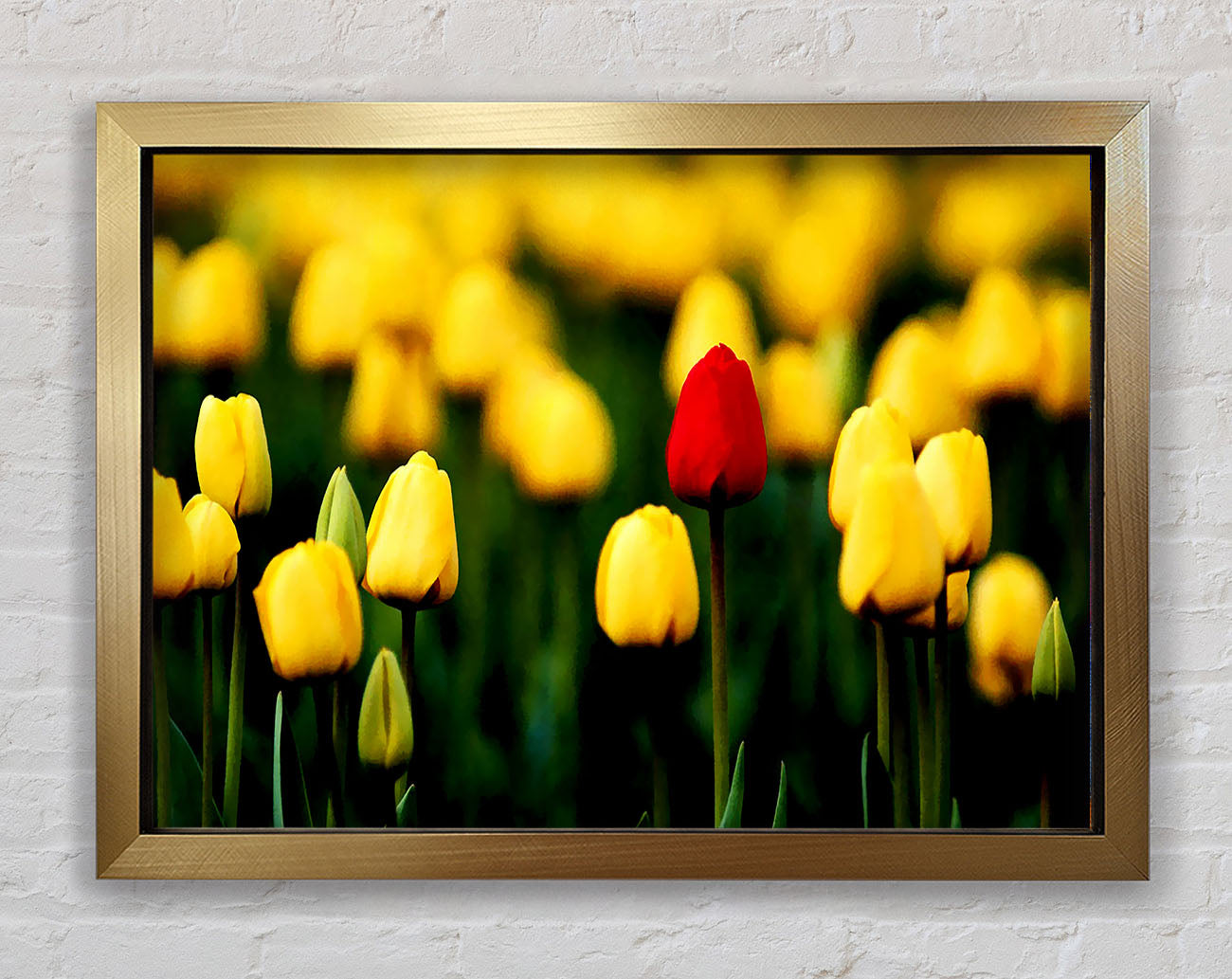 Red Tulip In A Field Of Yellows Framed Print
