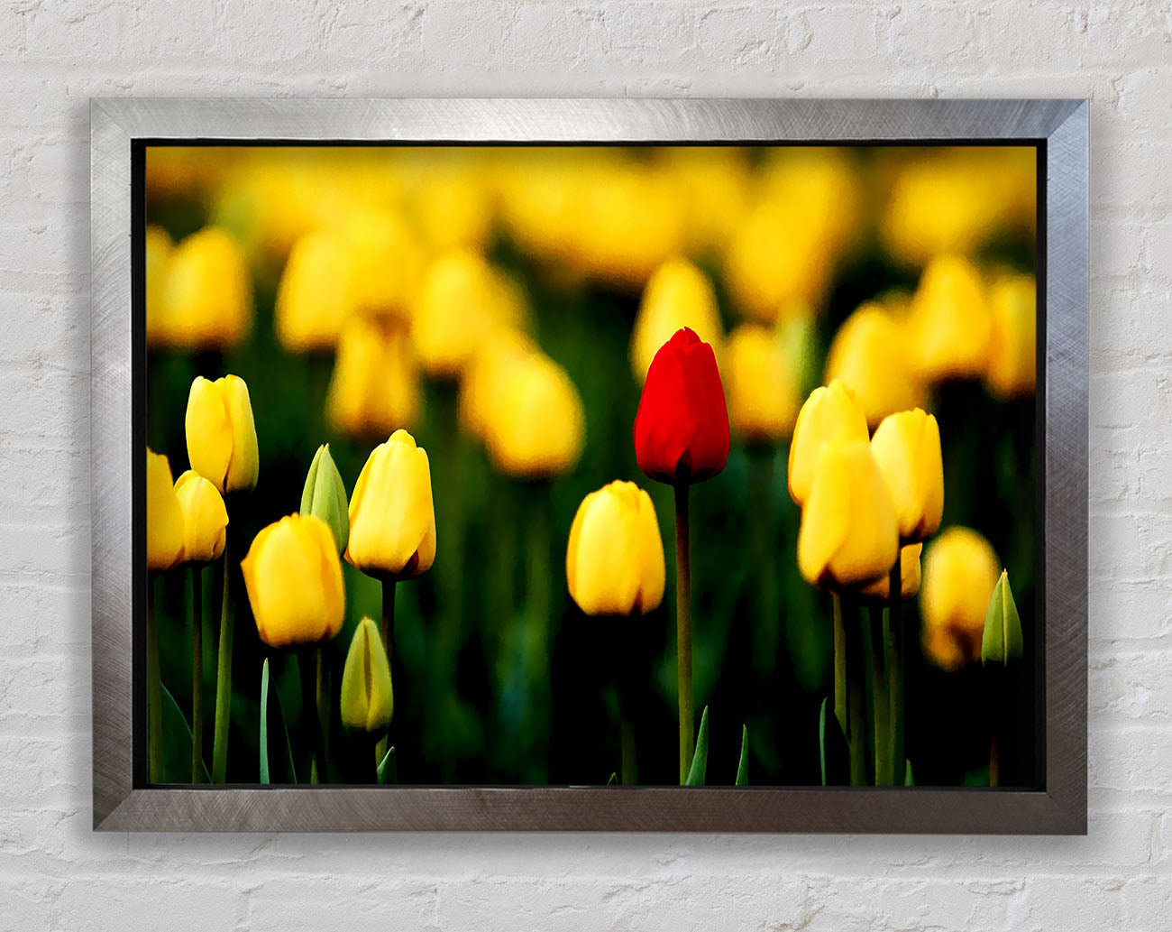Red Tulip In A Field Of Yellows Framed Print