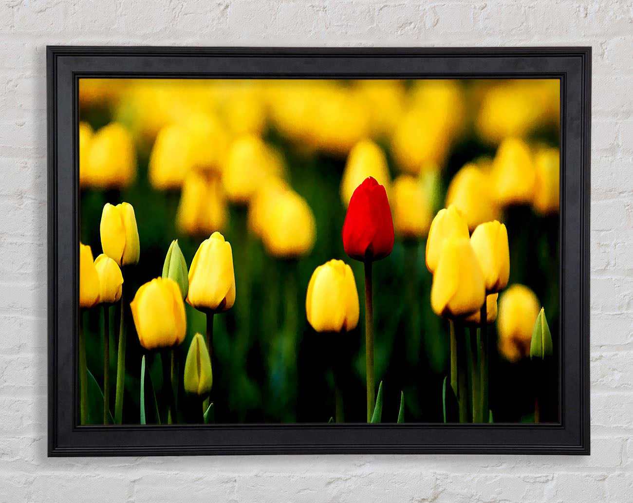 Red Tulip In A Field Of Yellows Framed Print