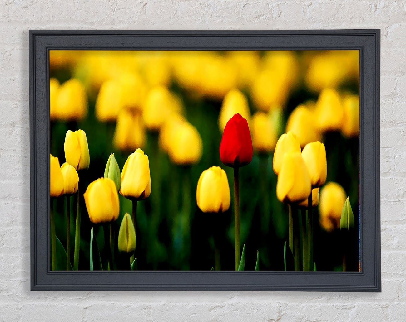 Red Tulip In A Field Of Yellows Framed Print