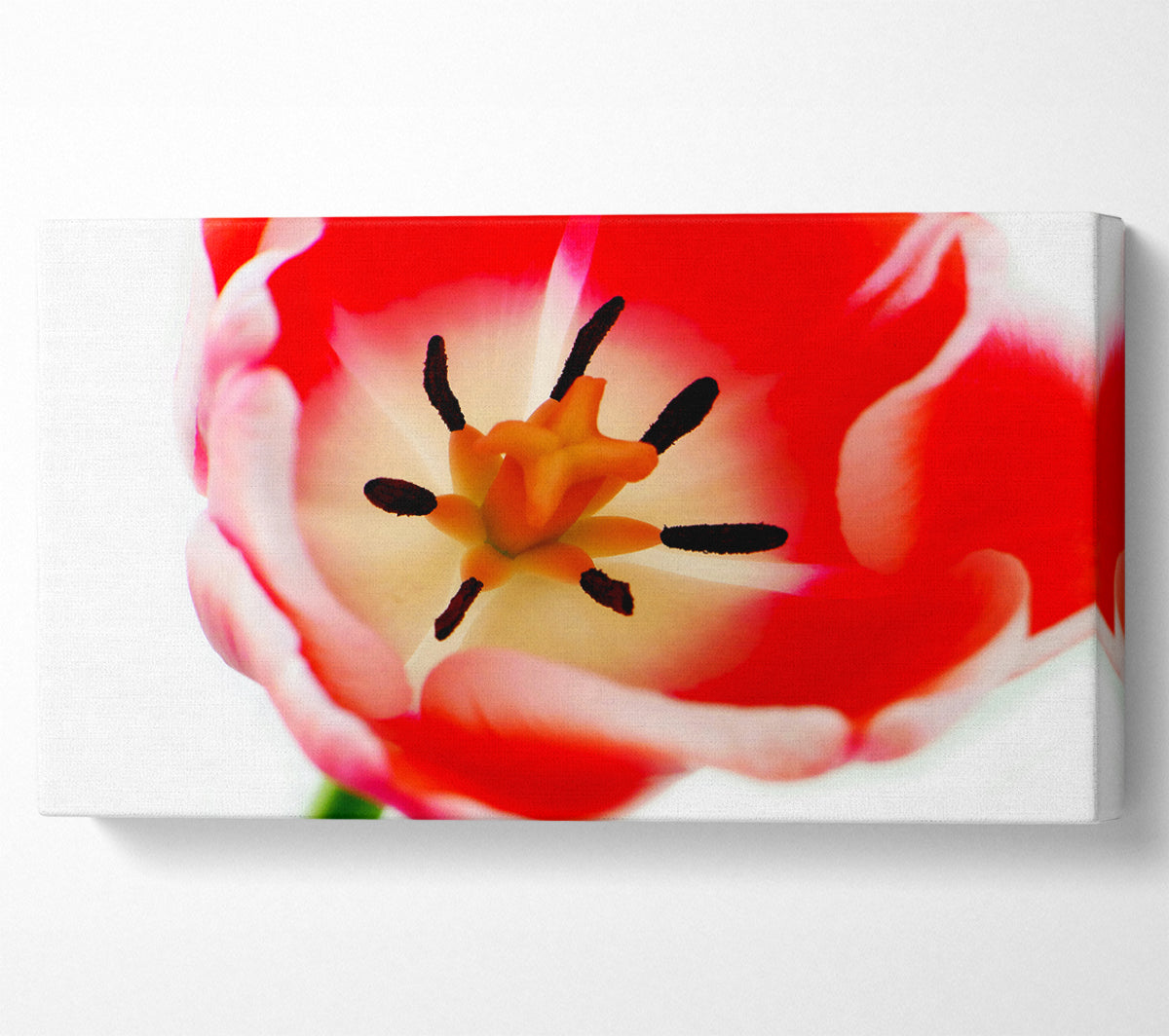 The Core Of A Tulip Canvas Wall Art