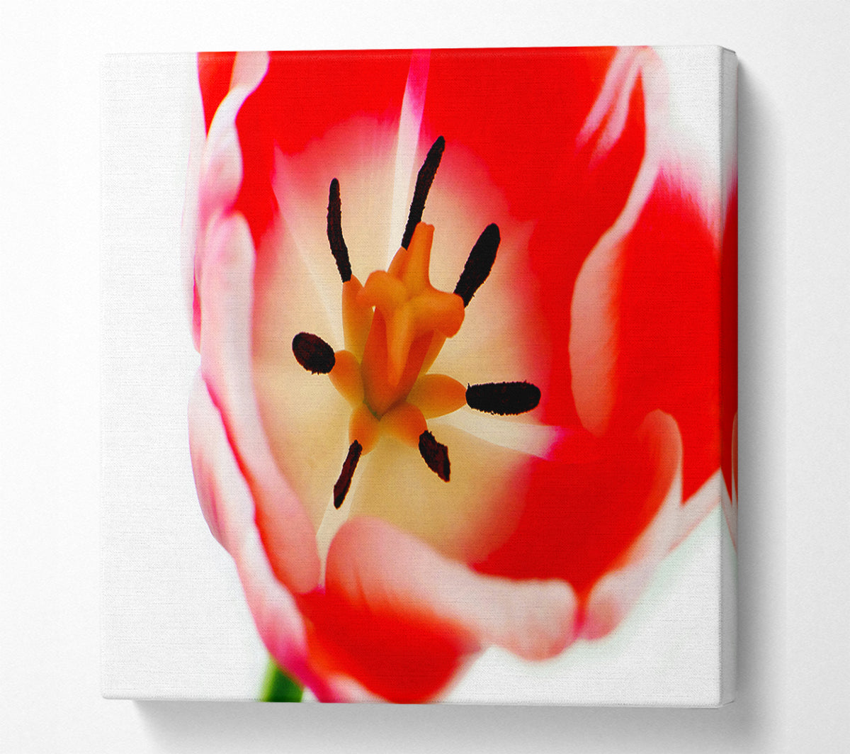 The Core Of A Tulip Canvas Wall Art