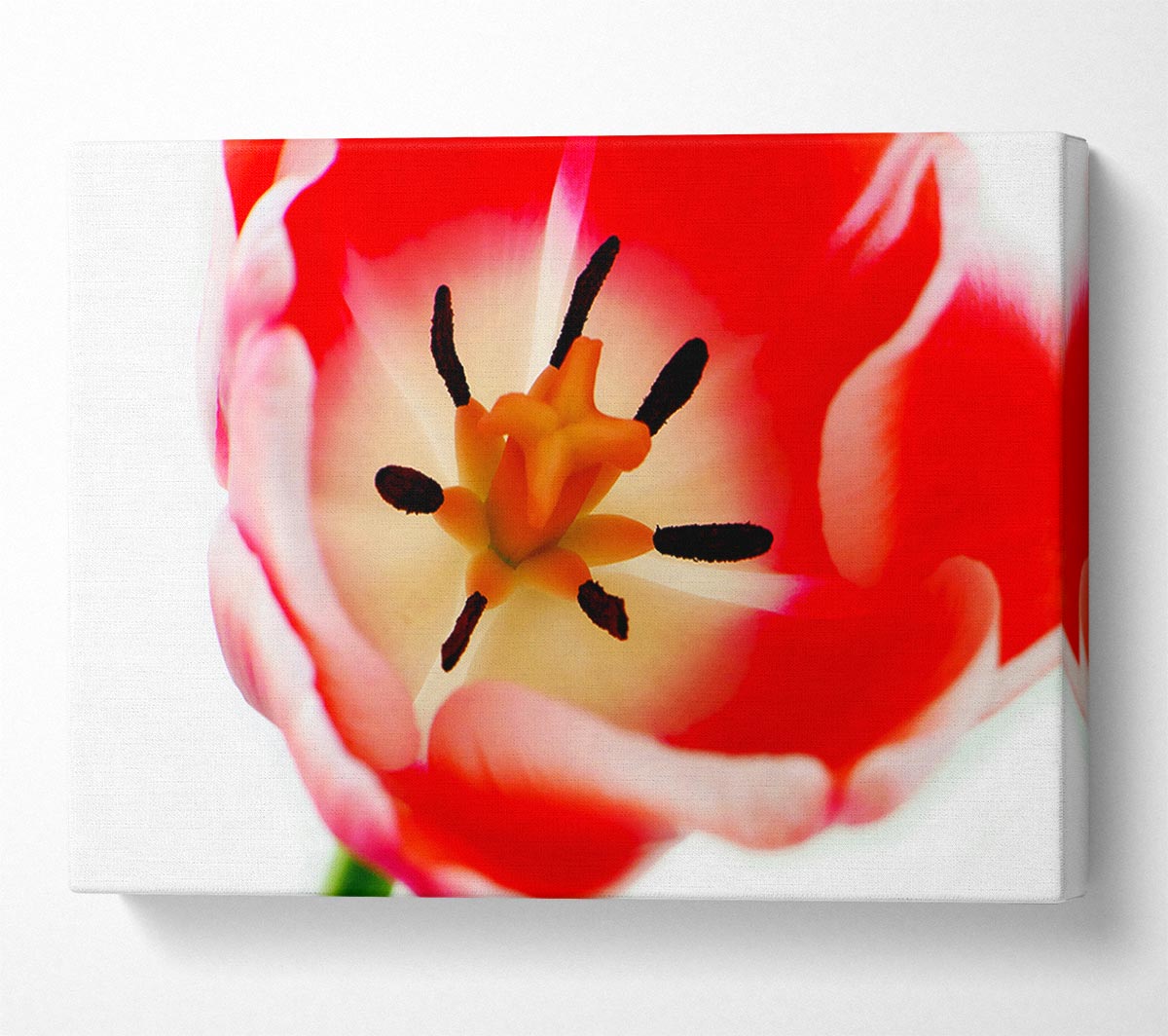 The Core Of A Tulip Canvas Wall Art