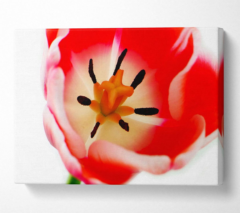 The Core Of A Tulip Canvas Wall Art