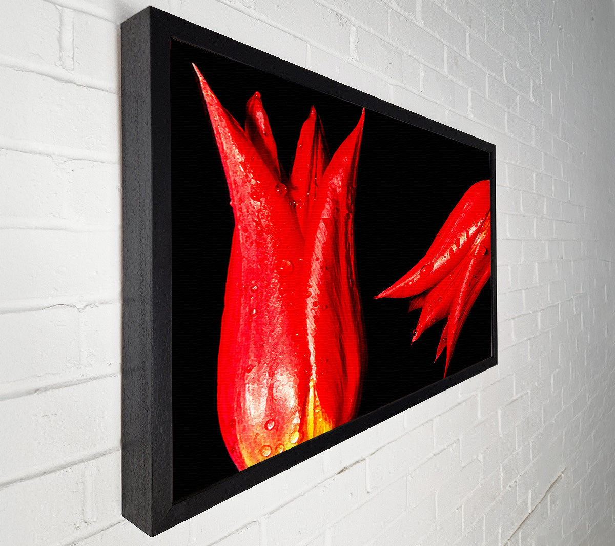 A Pair Of Red Tulips Canvas Print