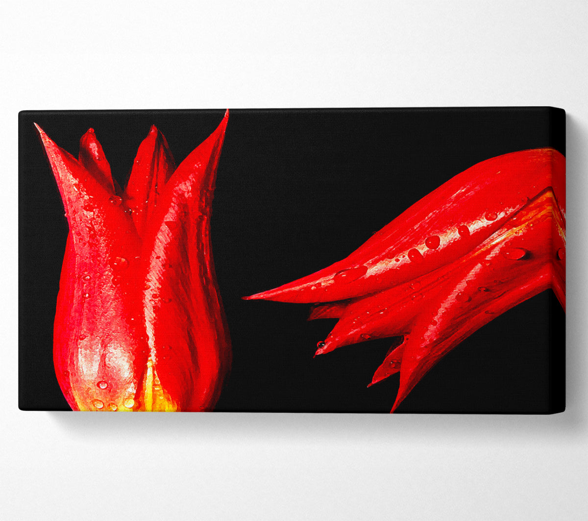 A Pair Of Red Tulips Canvas Print