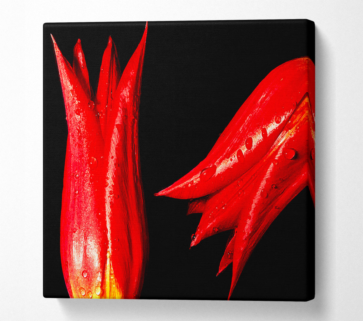 A Pair Of Red Tulips Canvas Print