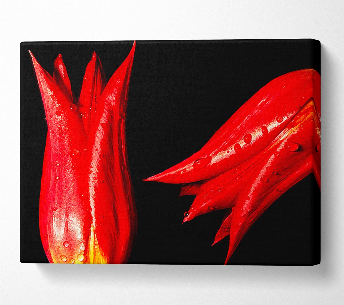 A Pair Of Red Tulips Canvas Print