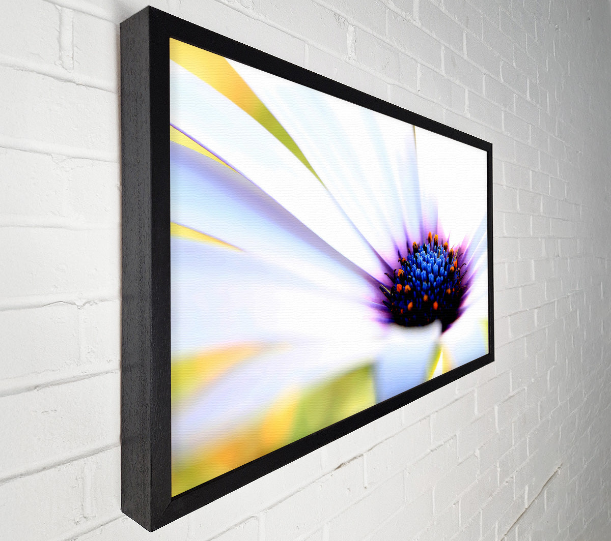 Purple Daisy Centre Canvas Wall Art
