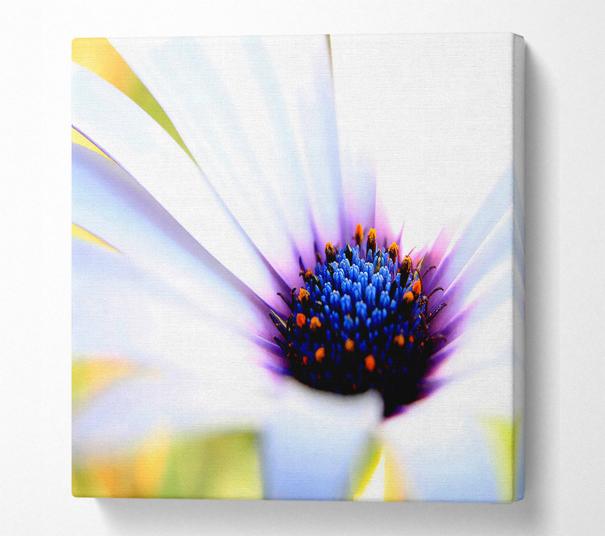 Purple Daisy Centre Canvas Wall Art