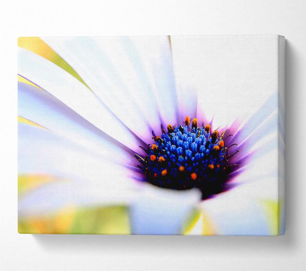 Purple Daisy Centre Canvas Wall Art
