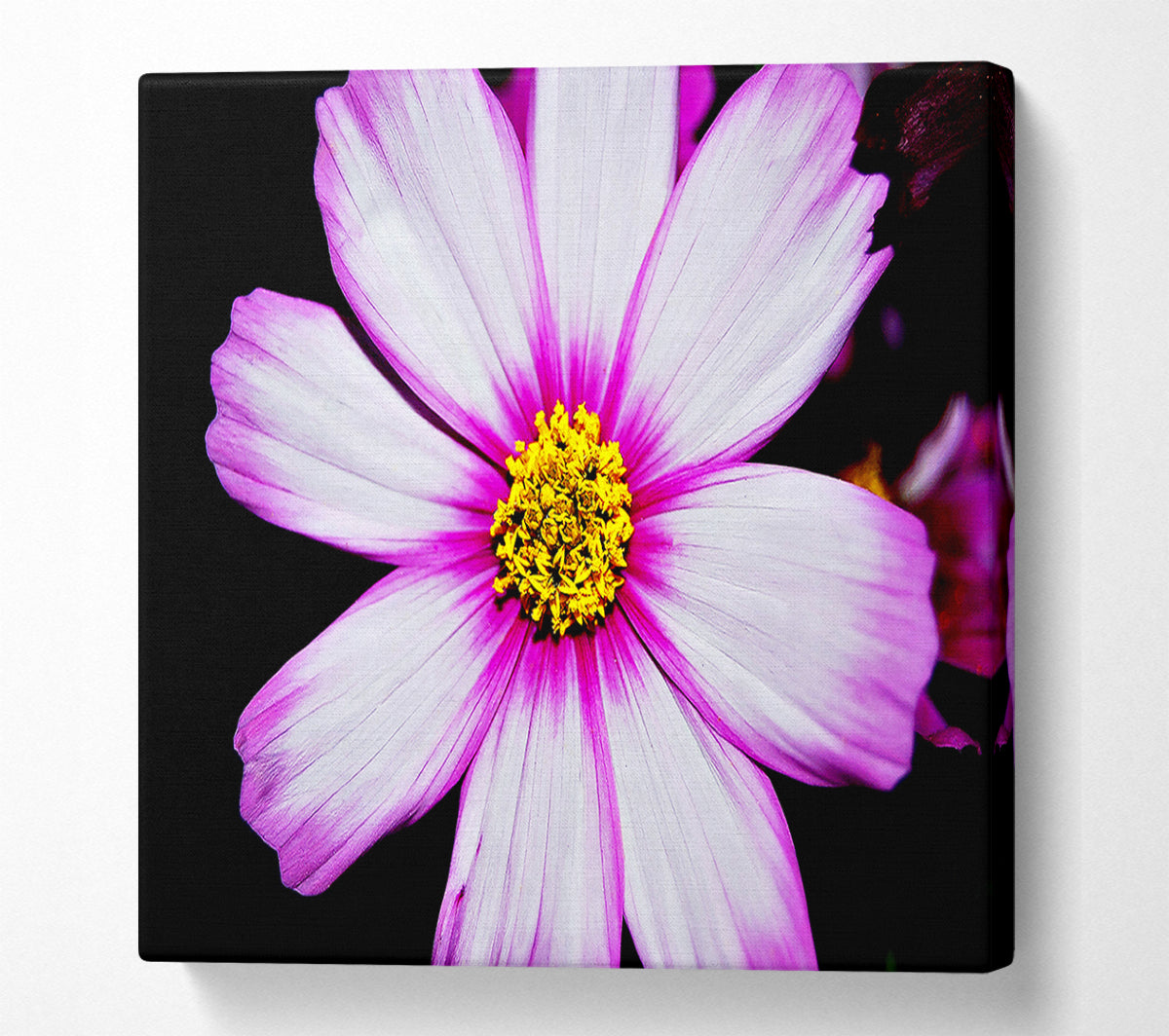 Pink Petal Stunner Canvas Wall Art