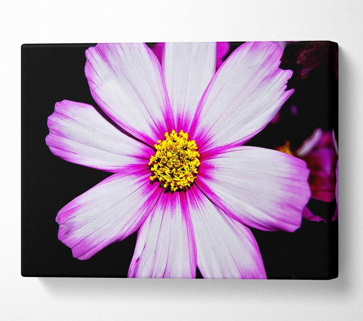 Pink Petal Stunner Canvas Wall Art
