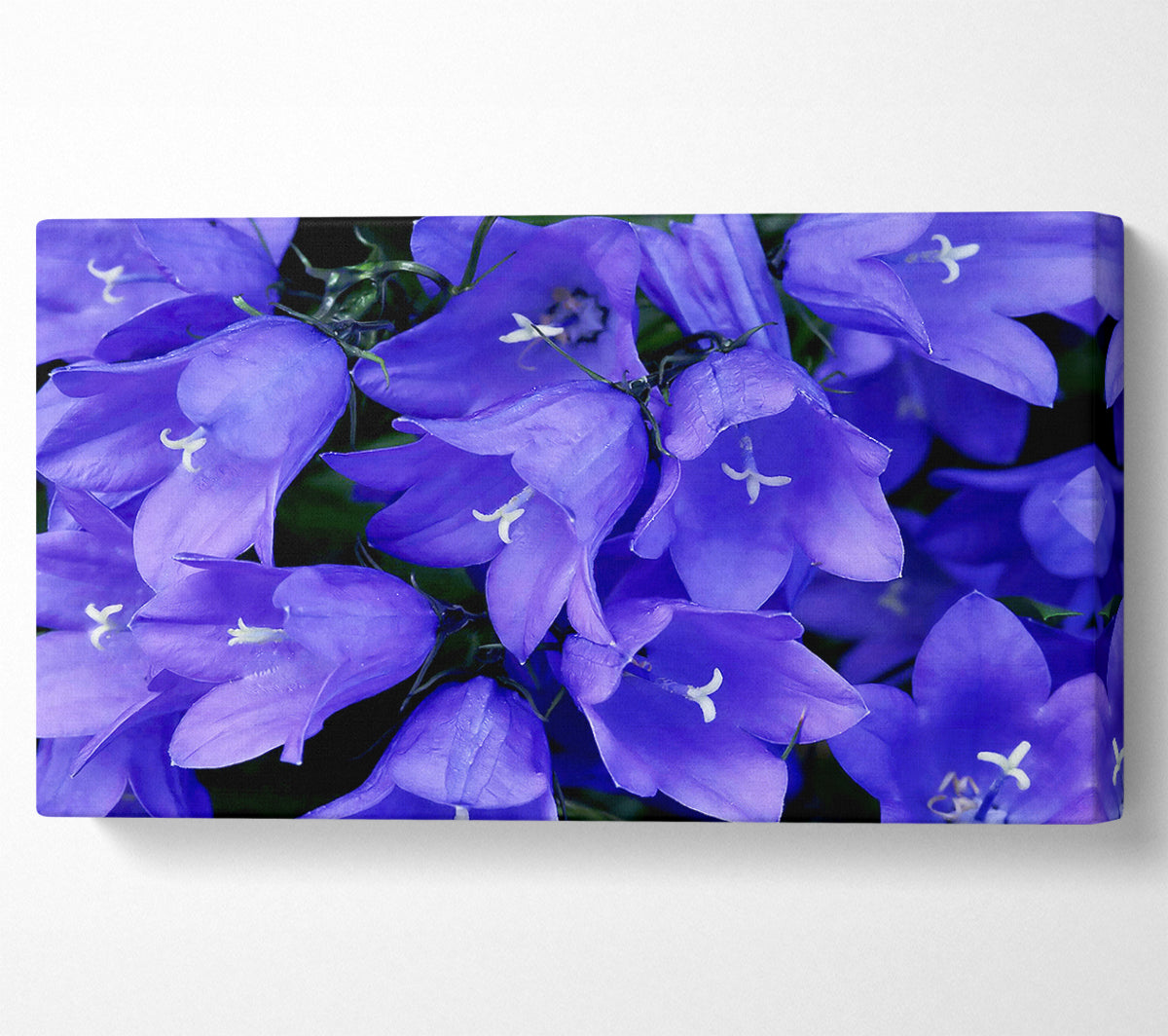 Purple Bluebells Canvas Wall Art