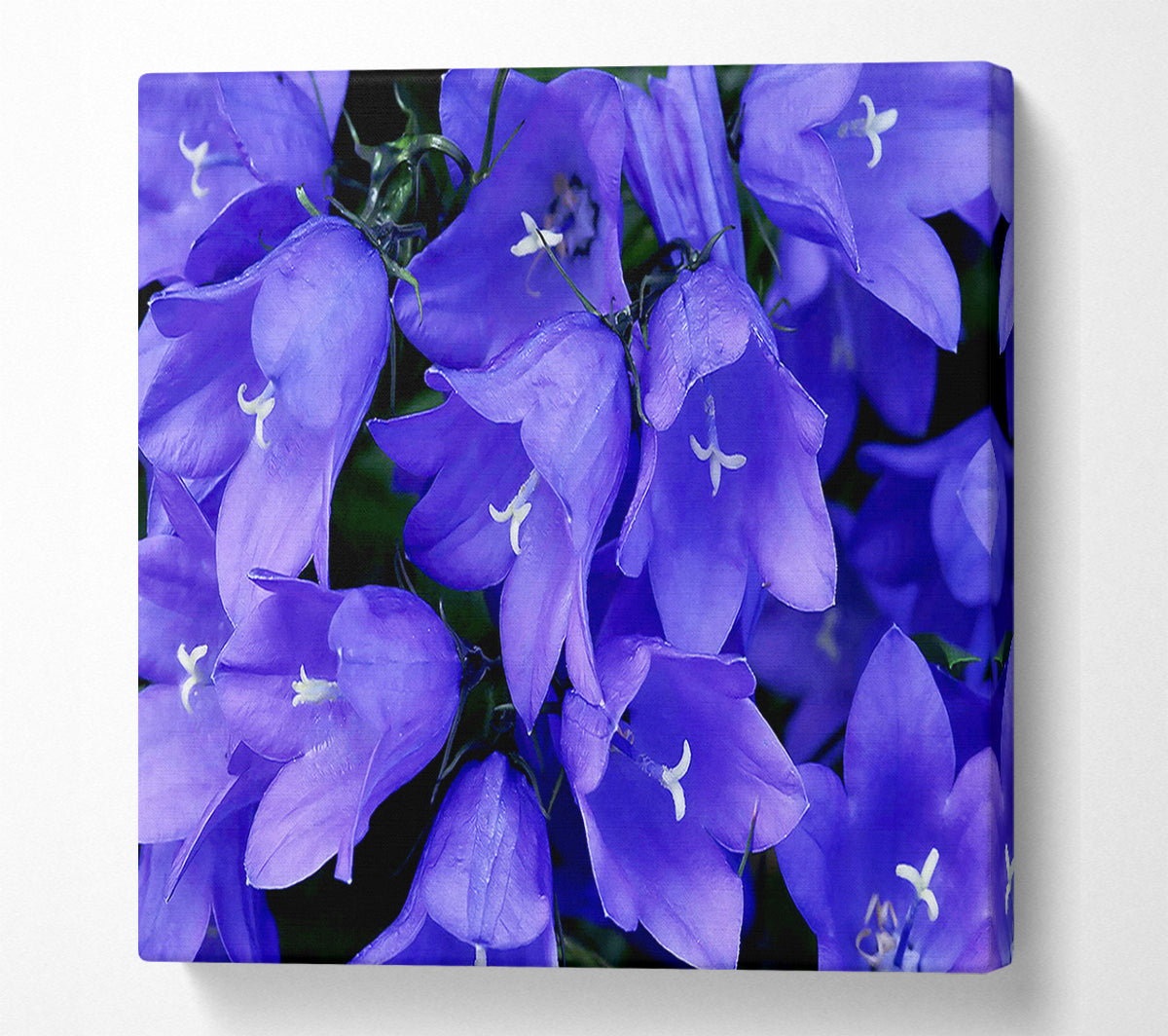 Purple Bluebells Canvas Wall Art