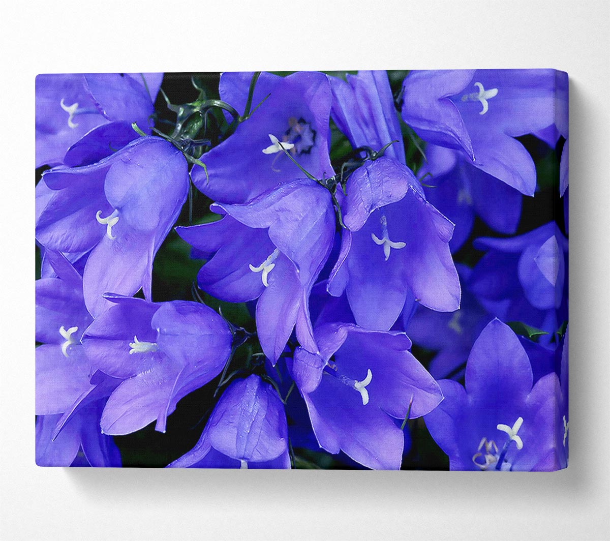 Purple Bluebells Canvas Wall Art