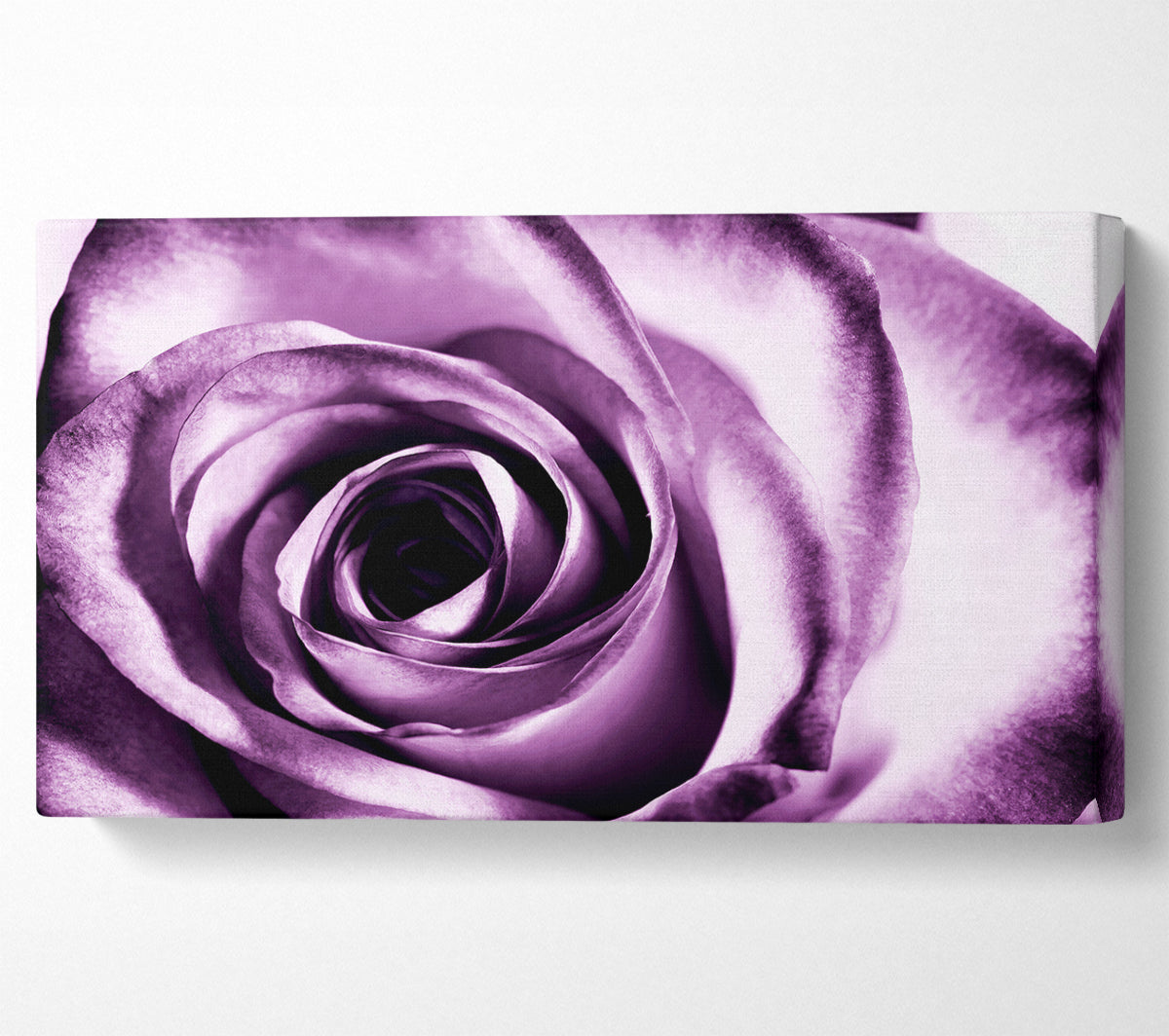 Purple Rose Delight Canvas Wall Art