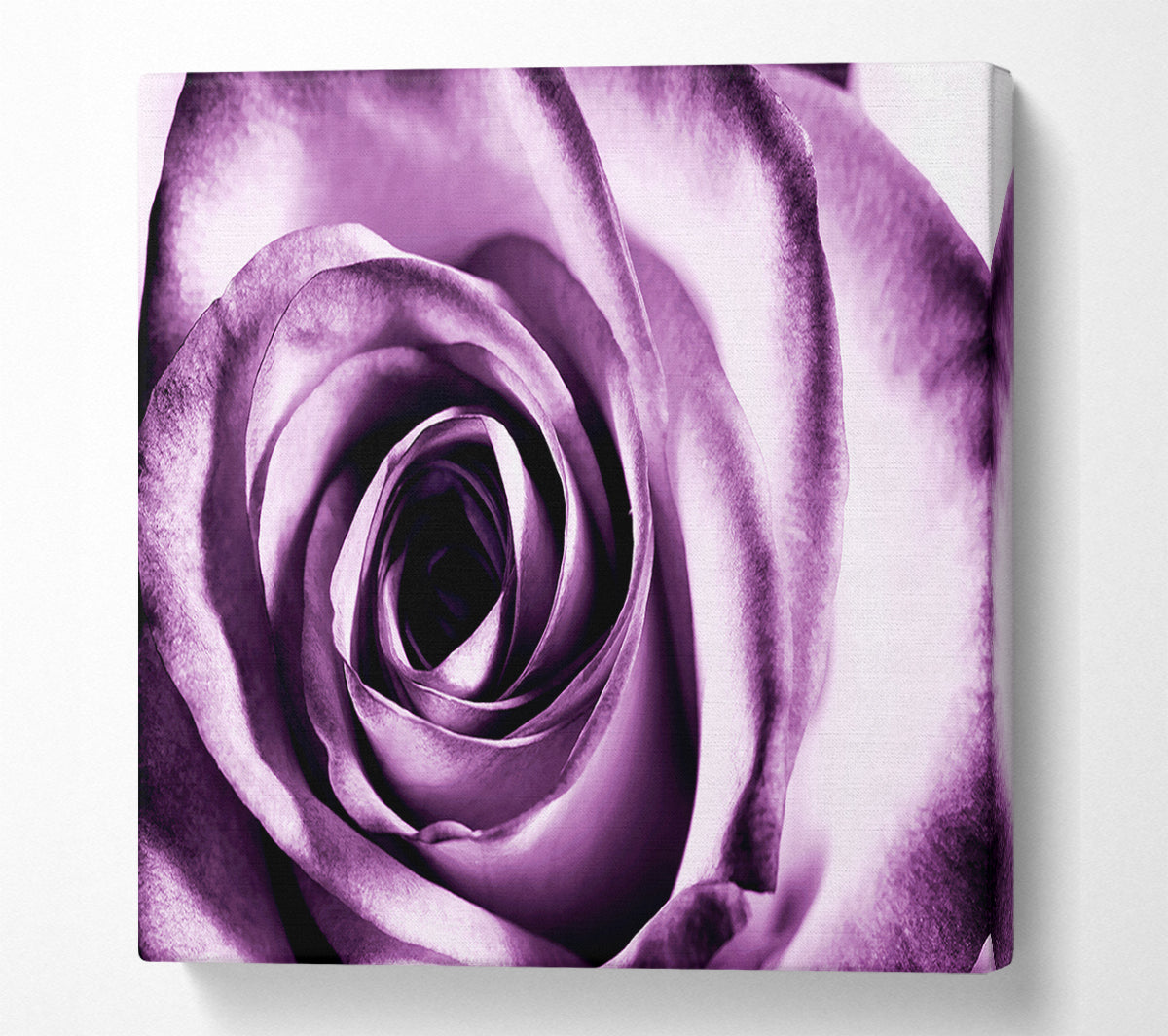 Purple Rose Delight Canvas Wall Art