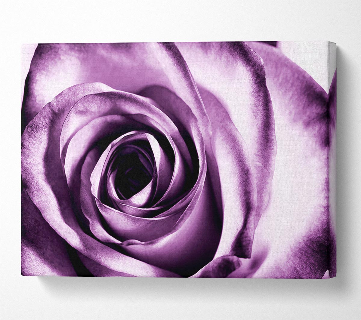 Purple Rose Delight Canvas Wall Art