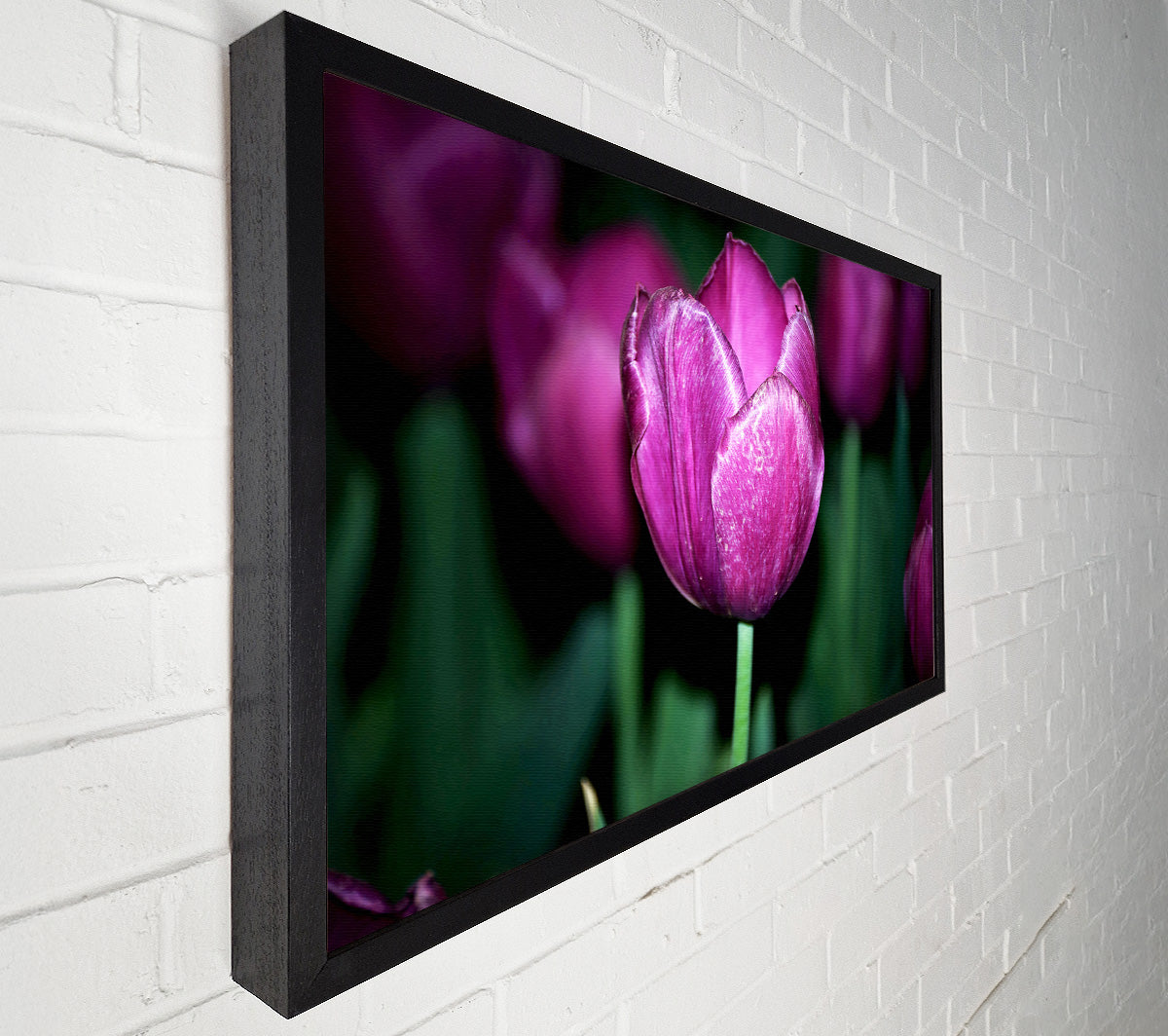 Purple Night Tulip Canvas Wall Art