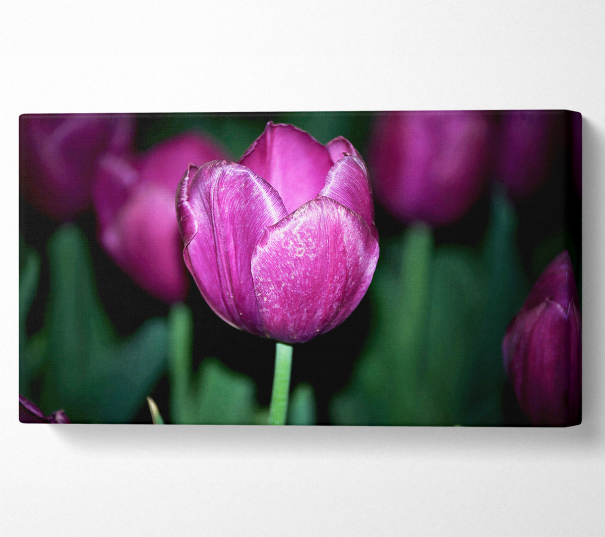 Purple Night Tulip Canvas Wall Art