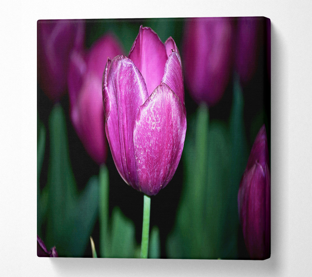 Purple Night Tulip Canvas Wall Art