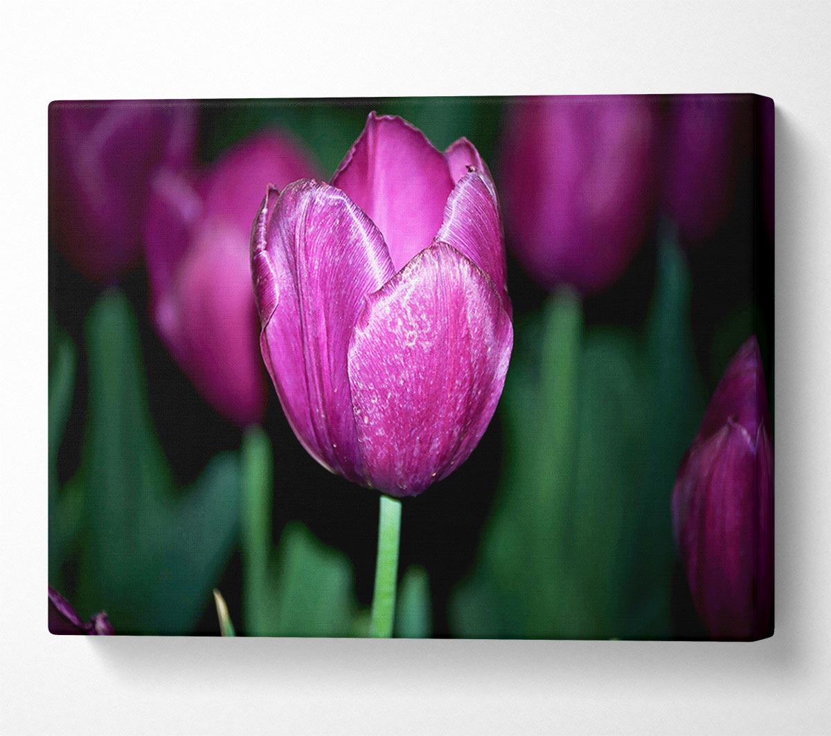 Purple Night Tulip Canvas Wall Art