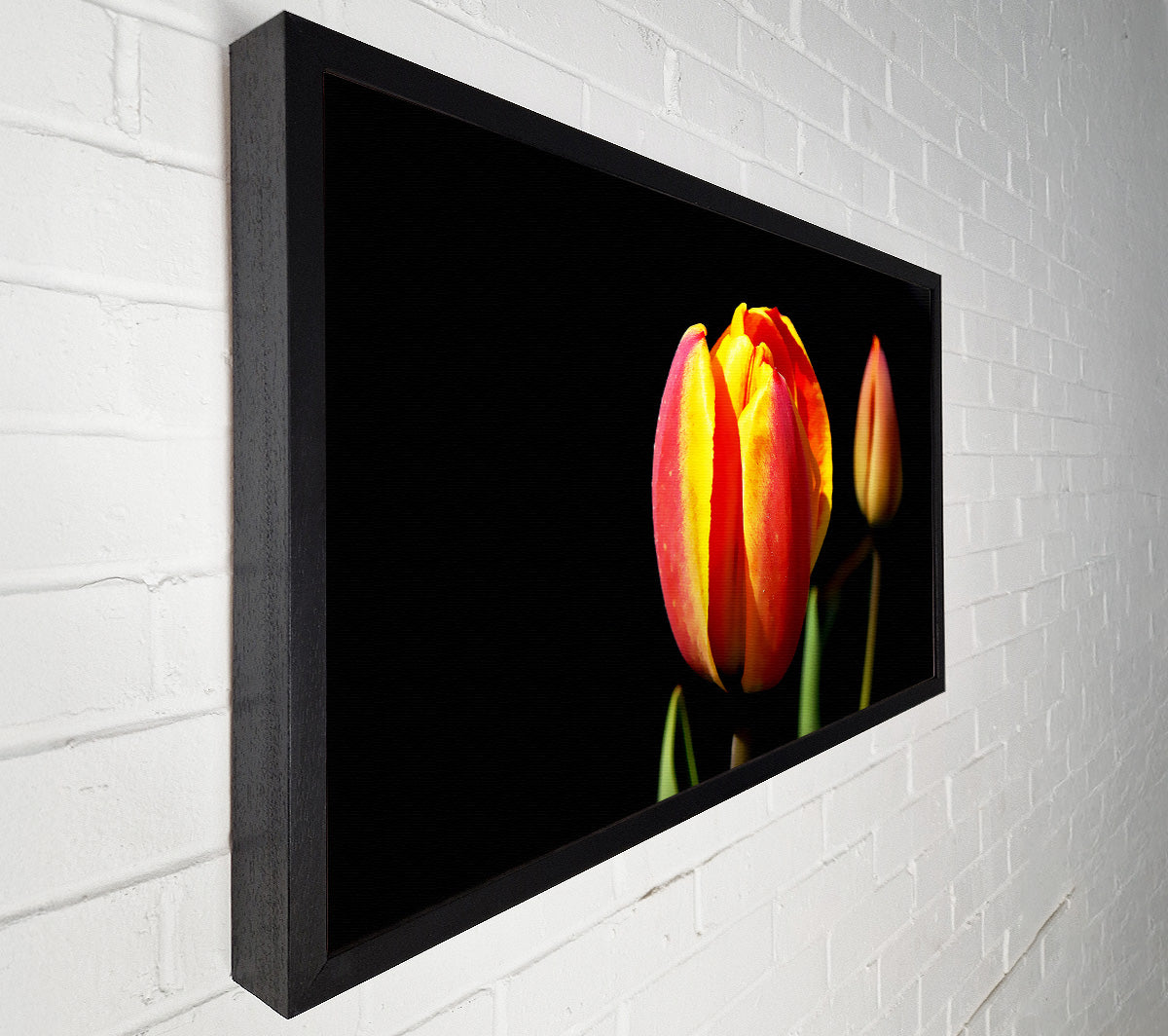 Tulips In A Bath Of Light Canvas Wall Art