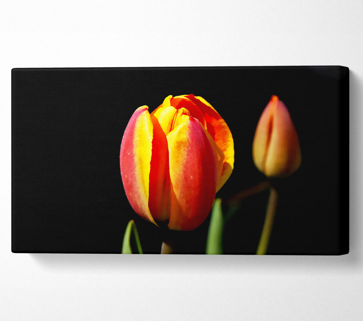 Tulips In A Bath Of Light Canvas Wall Art